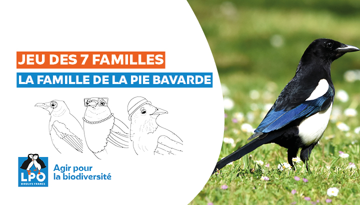 Jeu des 7 familles ESOD : La famille Pie bavarde !